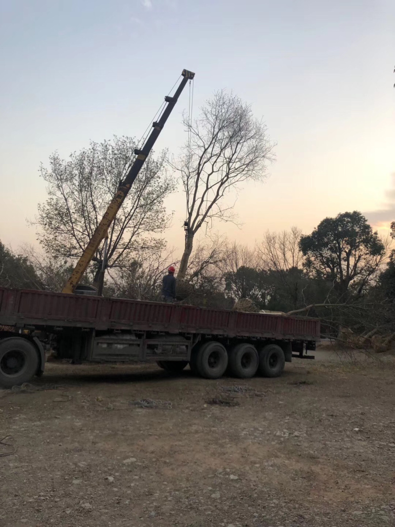 乌桕各种规格各种品质的乌桕以及丛生乌桕供应