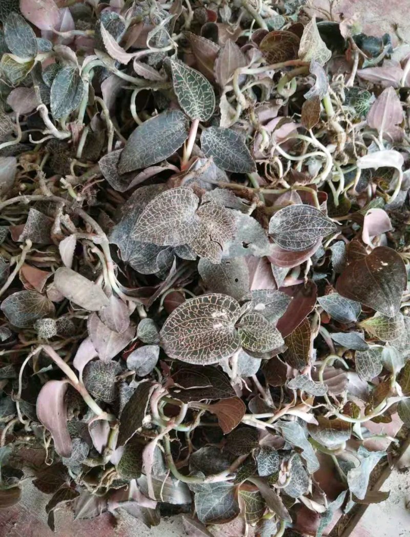 广西优质金线莲鲜品大量现货正品【别名:金耳环】两广包