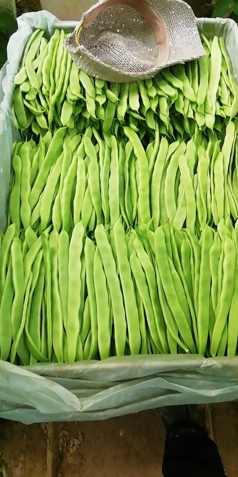 绿扁豆2厘米以上20厘米以上