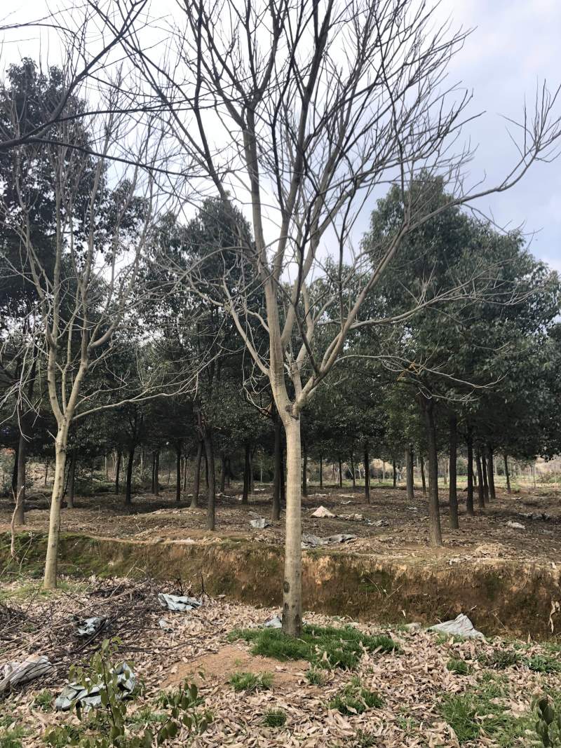 无患子各种规格各种品质的无患子以及丛生无患子供应