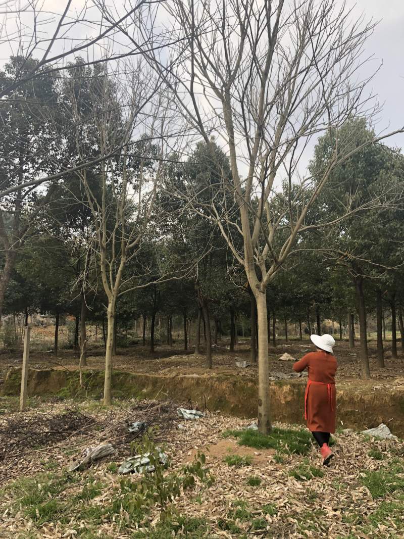 无患子各种规格各种品质的无患子以及丛生无患子供应