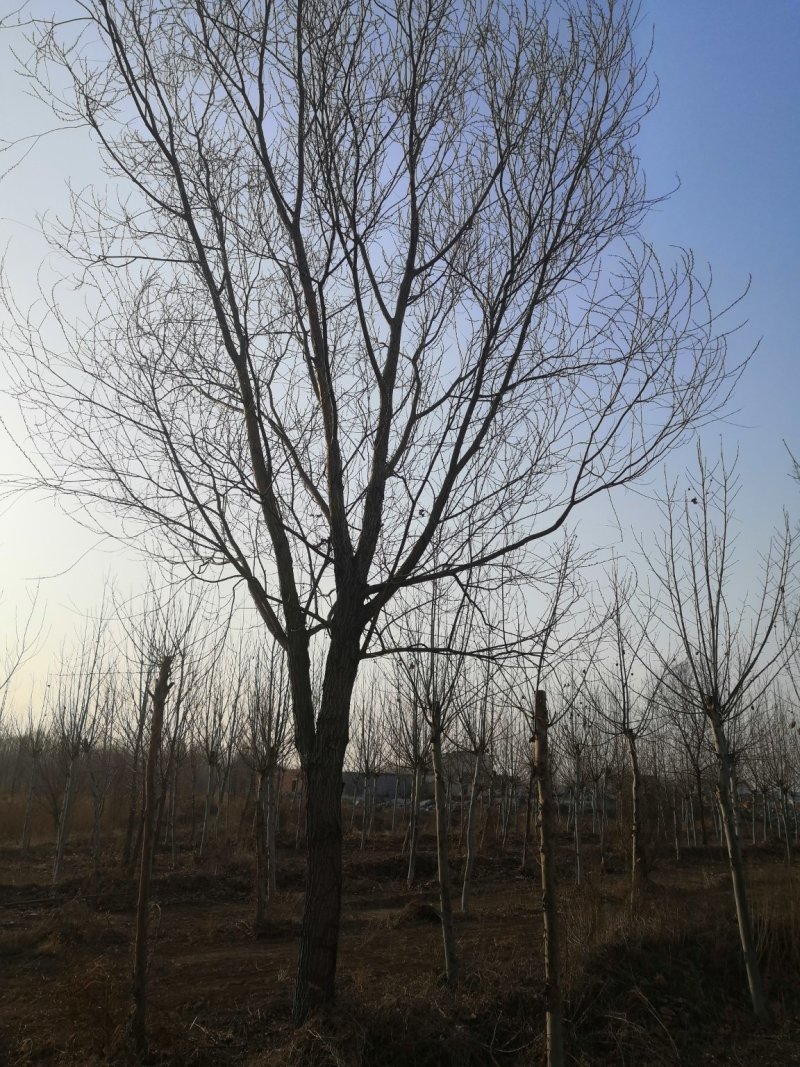 旱柳
