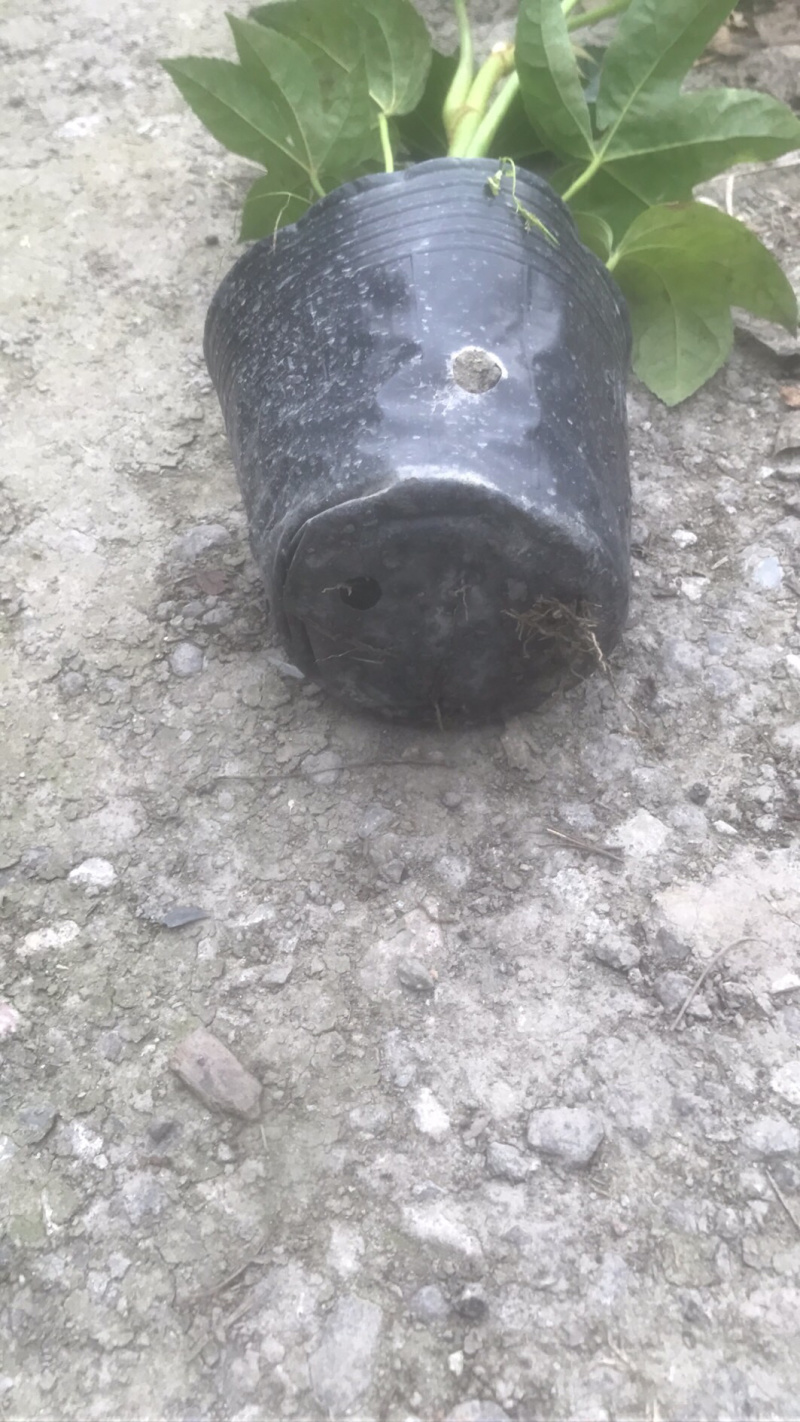 八角金盘