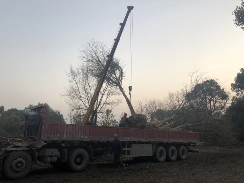 无患子各种规格各种品质的无患子以及丛生无患子供应