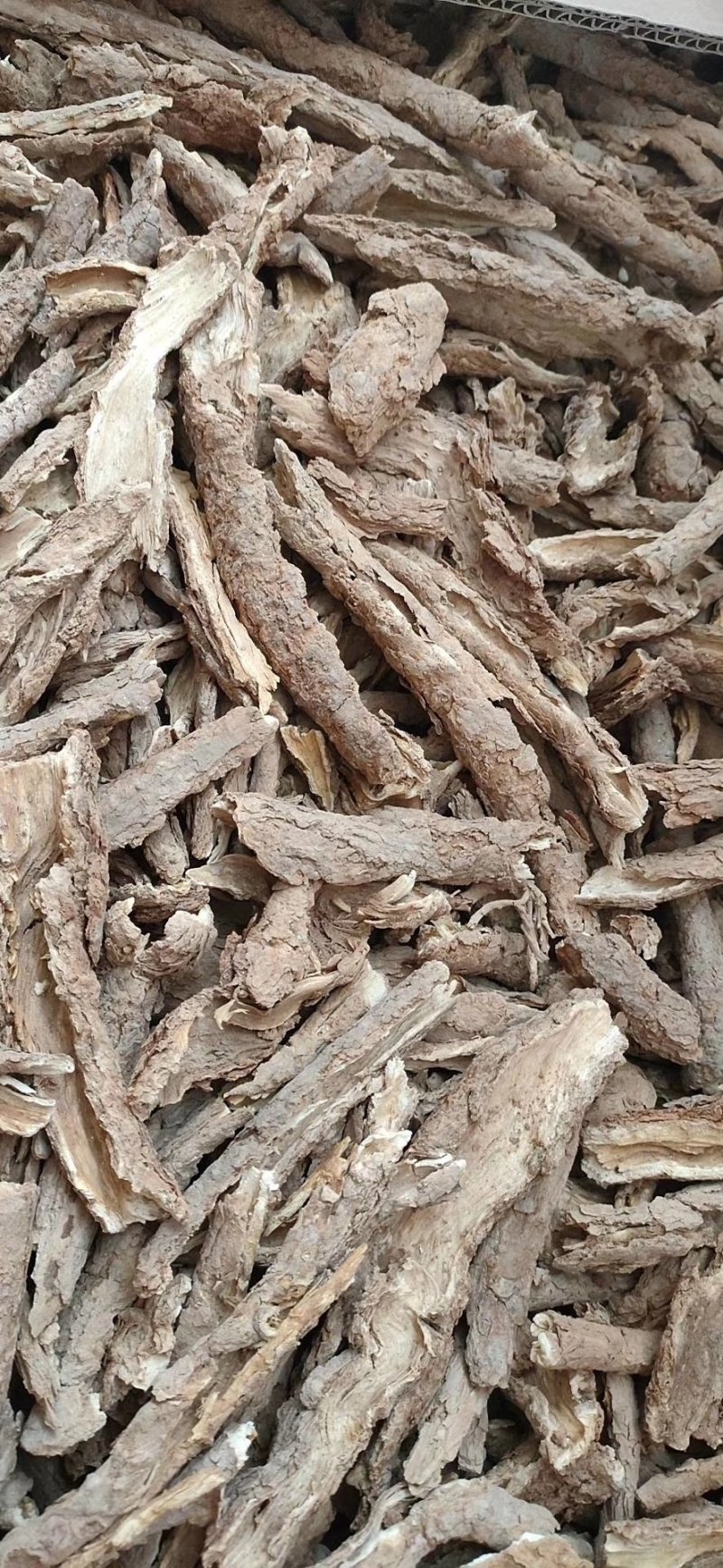甘肃野生精品地骨皮大量有货