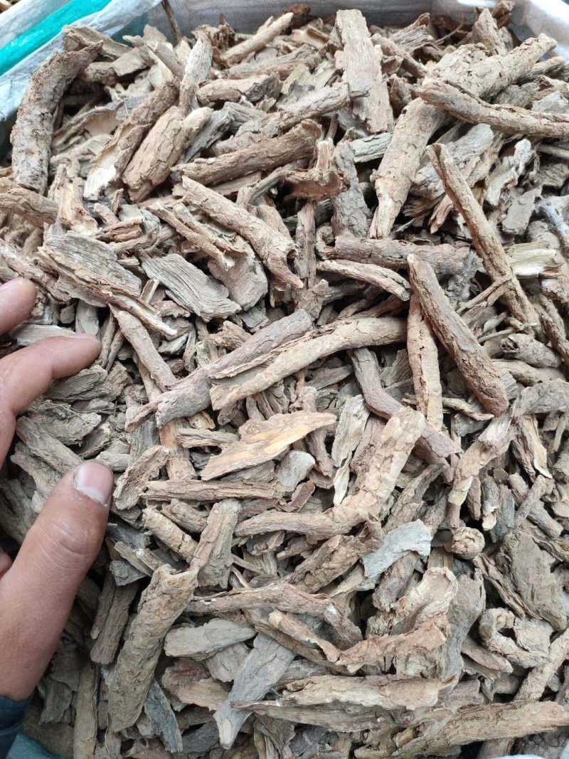 甘肃野生精品地骨皮大量有货