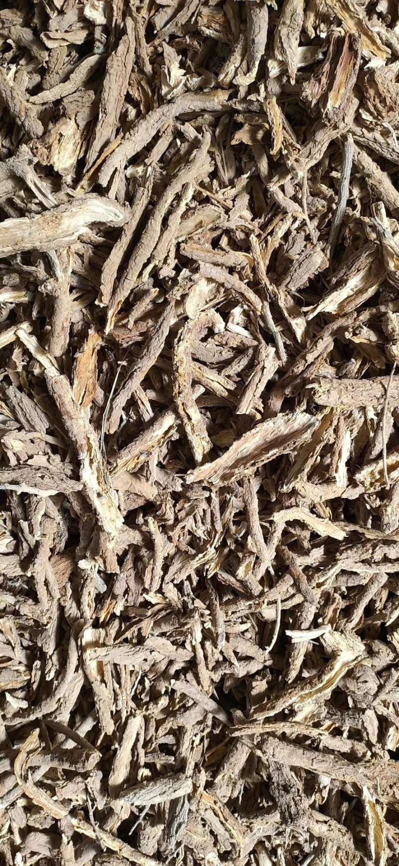 甘肃野生精品地骨皮大量有货
