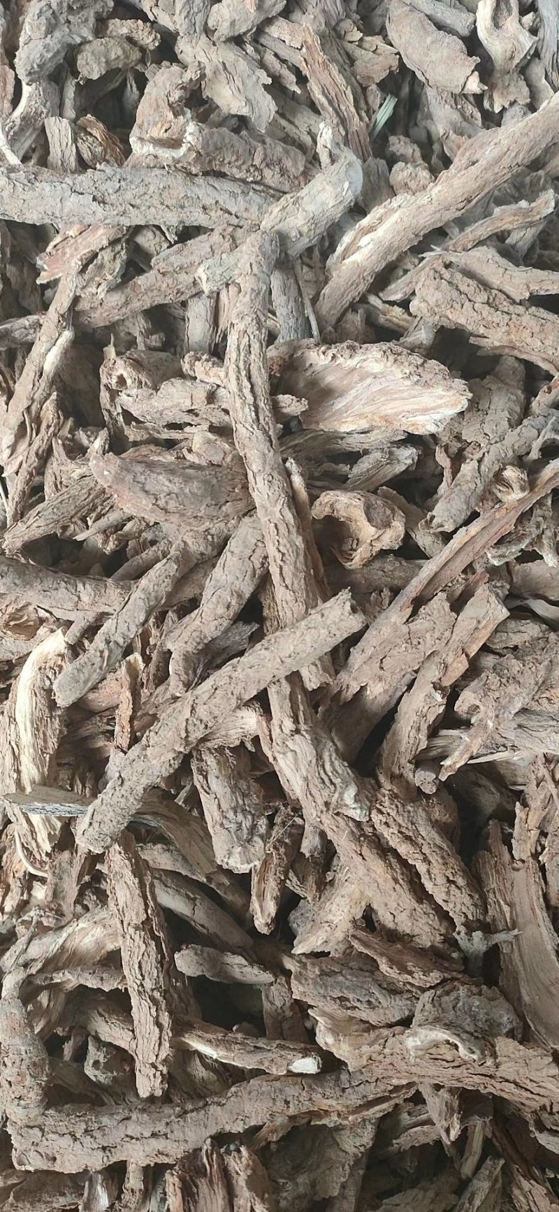 甘肃野生精品地骨皮大量有货