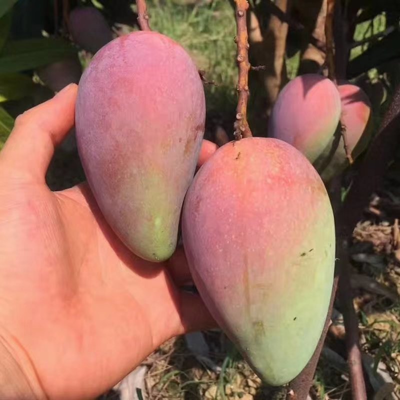 芒果苗广西红贵妃芒果苗基地直销包存活假一罚十