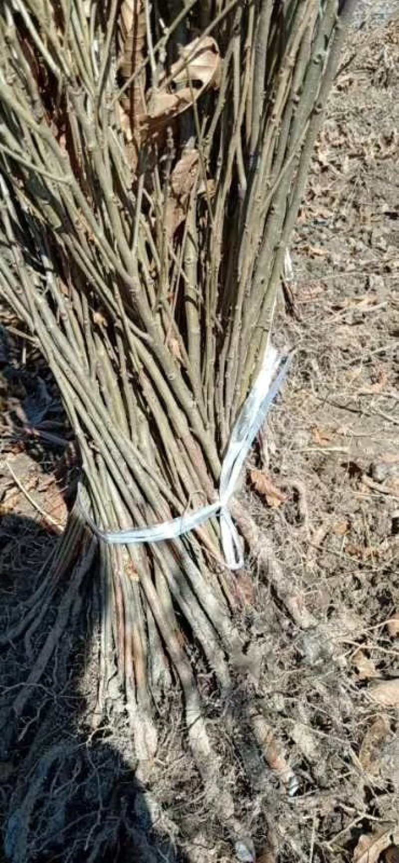 优质麻栎苗栎树苗品种纯规格齐一年苗约十万棵