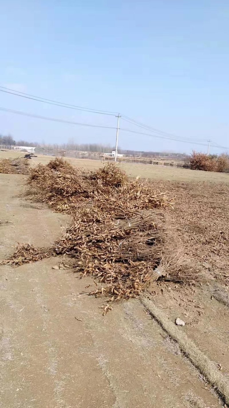 优质麻栎苗栎树苗品种纯规格齐一年苗约十万棵