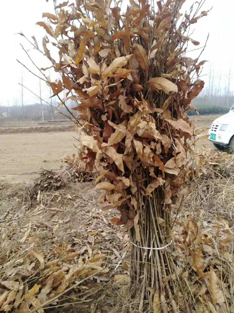 优质麻栎苗栎树苗品种纯规格齐一年苗约十万棵