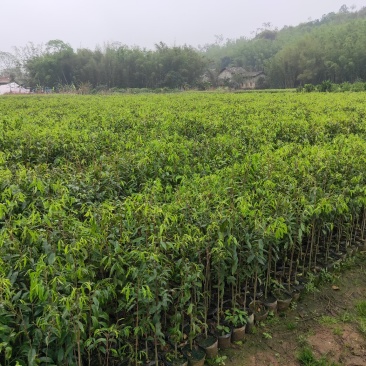 沉香树苗，大苗杯苗80公分以上，小苗杯苗