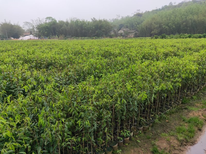 沉香树苗，大苗杯苗80公分以上，小苗杯苗
