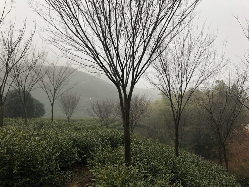榉树各种规格各种品质的榉树以及丛生榉树供应