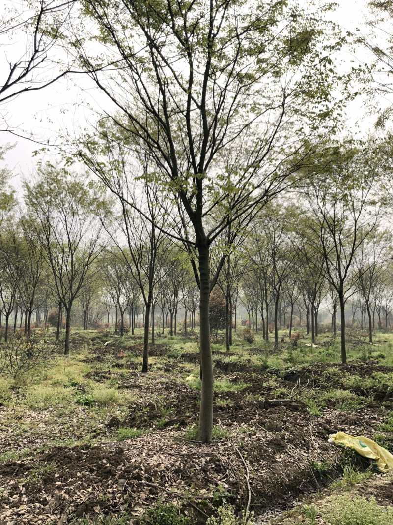 榉树各种规格各种品质的榉树以及丛生榉树供应