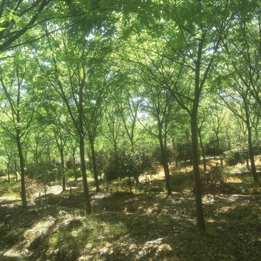 榉树各种规格各种品质的榉树以及丛生榉树供应
