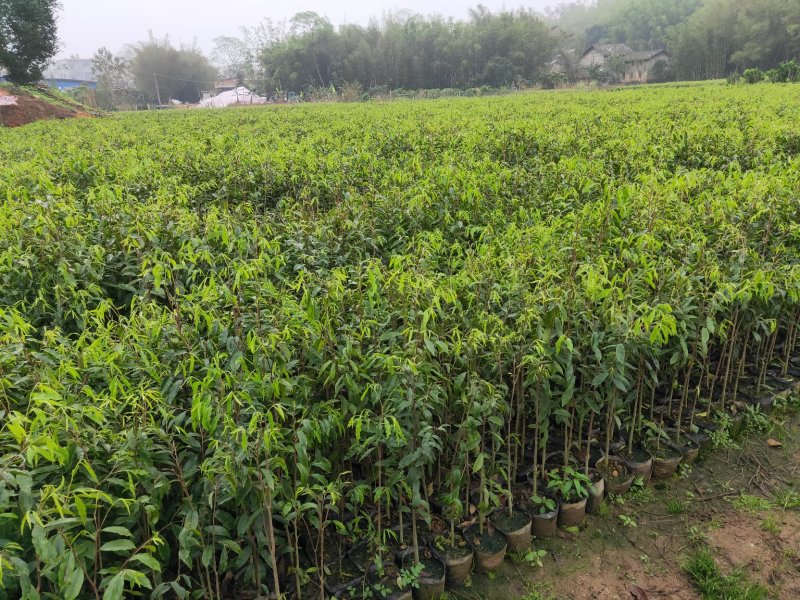 沉香树苗，大苗杯苗80公分以上，小苗杯苗
