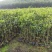 沉香树苗，大苗杯苗80公分以上，小苗杯苗