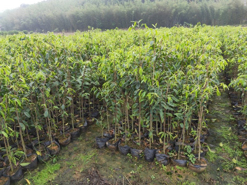 沉香树苗，大苗杯苗80公分以上，小苗杯苗