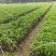沉香树苗，大苗杯苗80公分以上，小苗杯苗