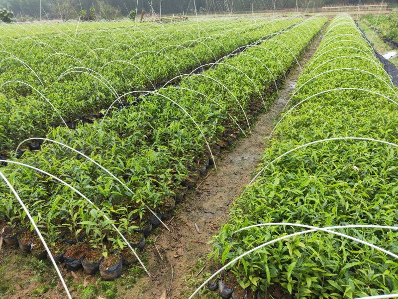 沉香树苗，大苗杯苗80公分以上，小苗杯苗