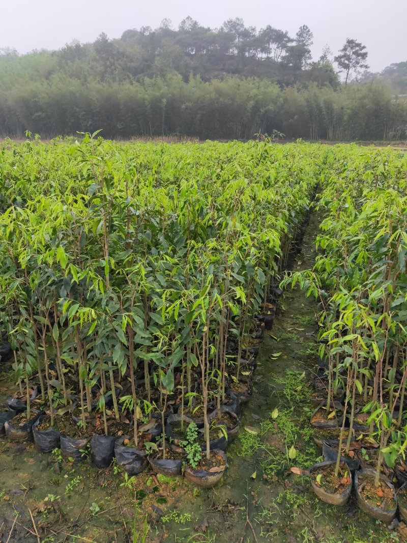 沉香树苗，大苗杯苗80公分以上，小苗杯苗