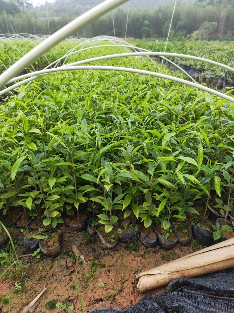 沉香树苗，大苗杯苗80公分以上，小苗杯苗