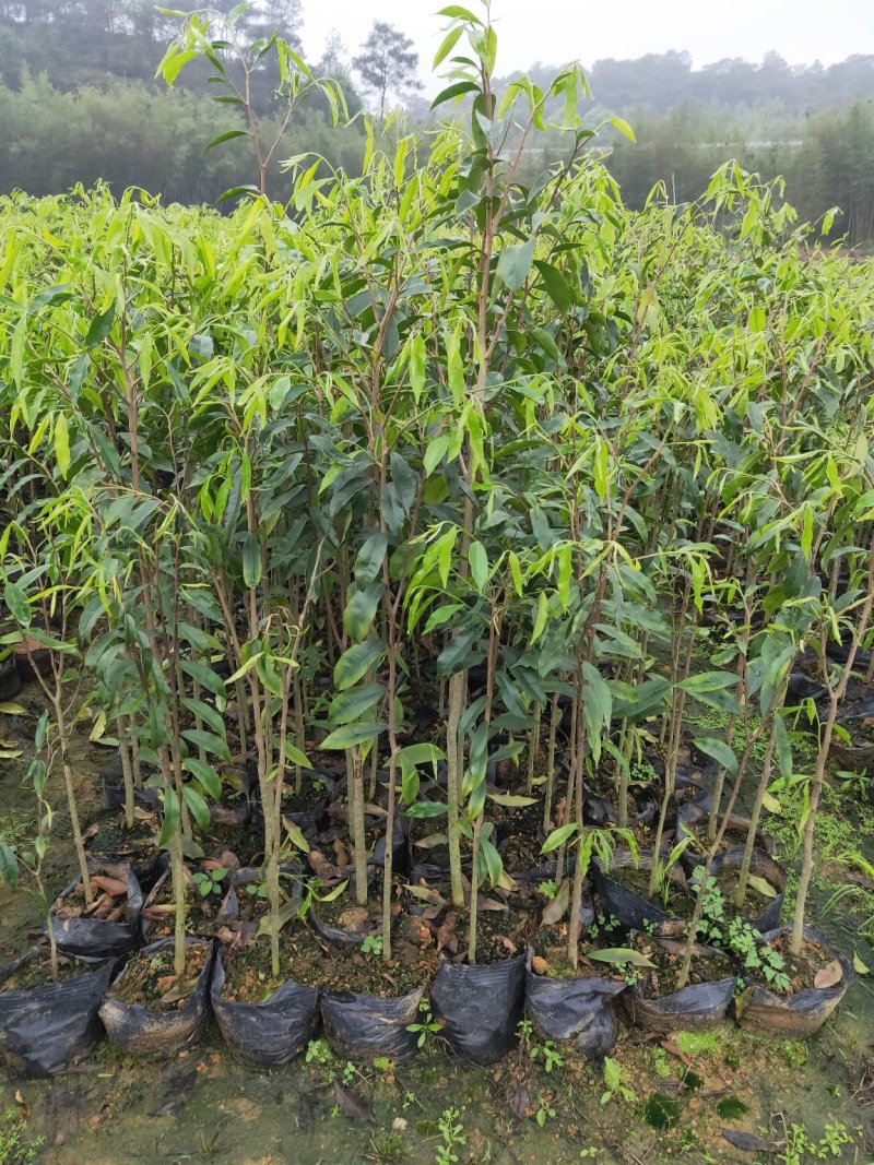 沉香树苗，大苗杯苗80公分以上，小苗杯苗