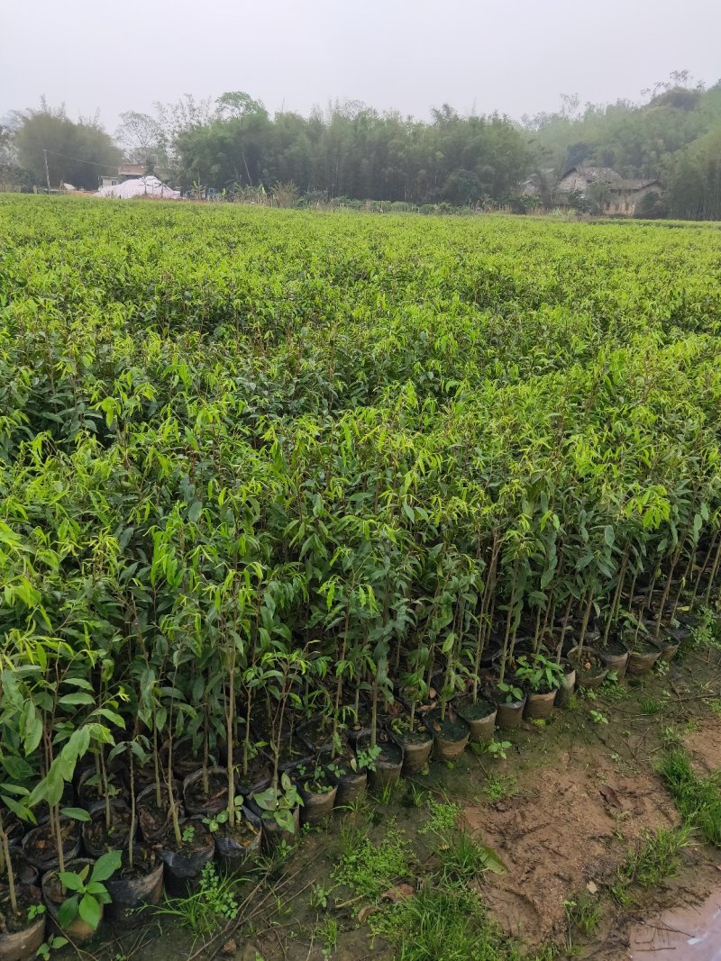沉香树苗，大苗杯苗80公分以上，小苗杯苗