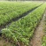 沉香树苗，大苗杯苗80公分以上，小苗杯苗