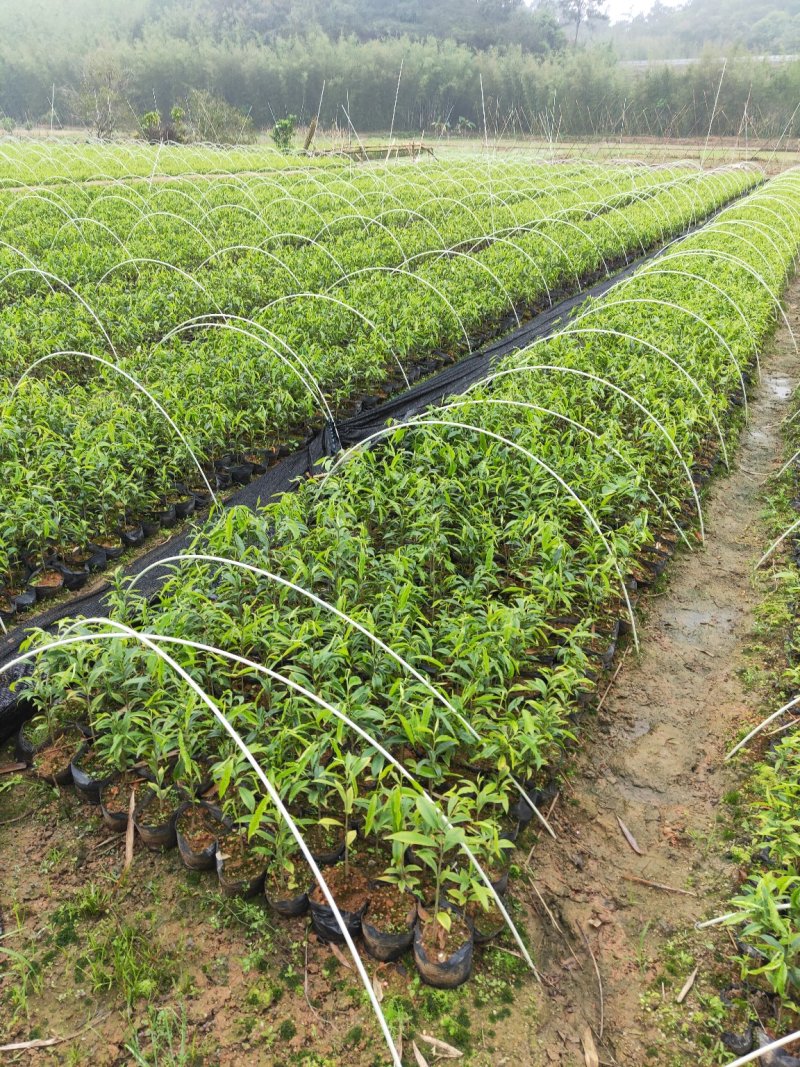 沉香树苗，大苗杯苗80公分以上，小苗杯苗