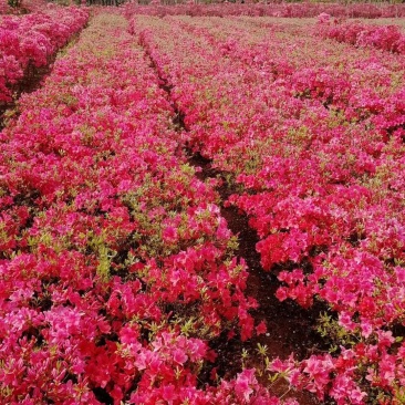 映山红，杜鹃苗，正宗大别山先花后叶品种