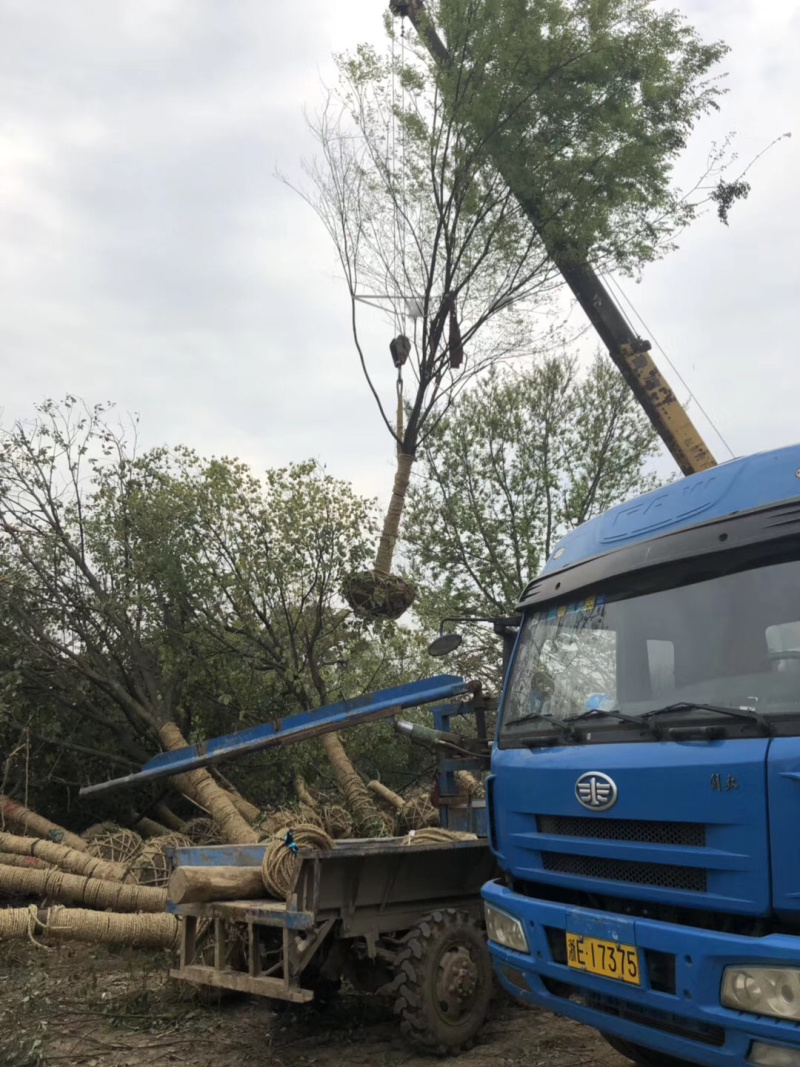 榉树各种规格各种品质的榉树以及丛生榉树供应