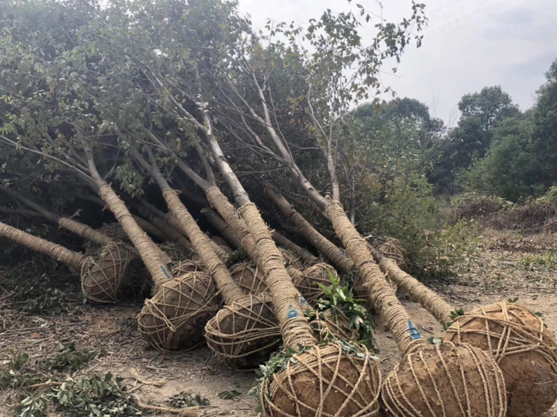 榉树各种规格各种品质的榉树以及丛生榉树供应