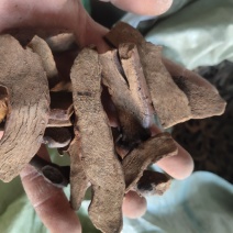 骨碎补，烫骨碎补统关书药业批发中药材规格齐全