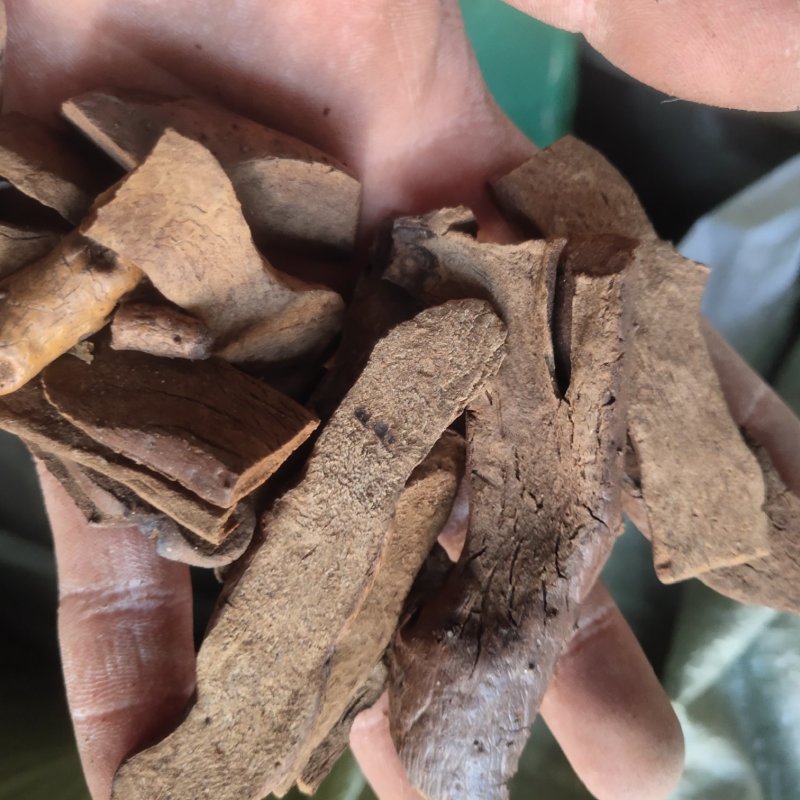 骨碎补，烫骨碎补统关书药业批发中药材规格齐全