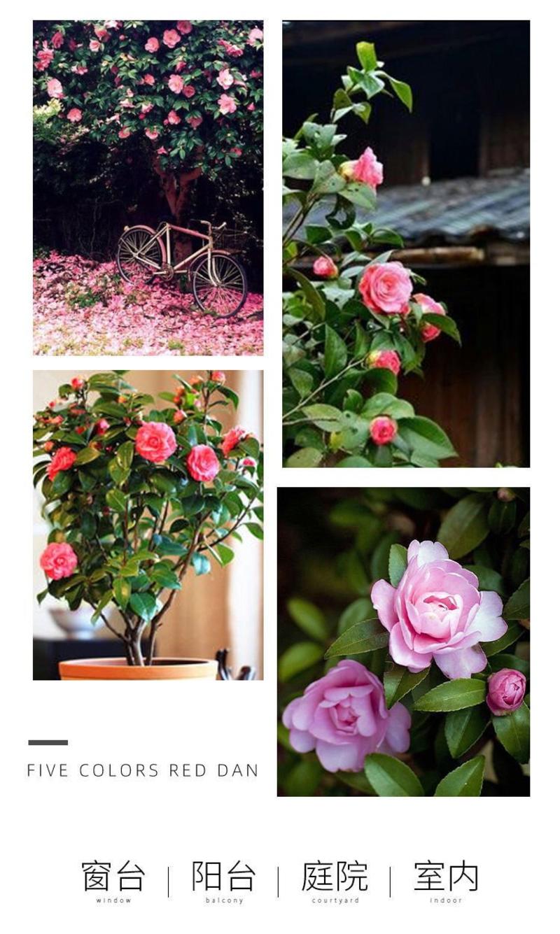 茶花盆栽室内阳台庭院均可以种植，欢迎选购
