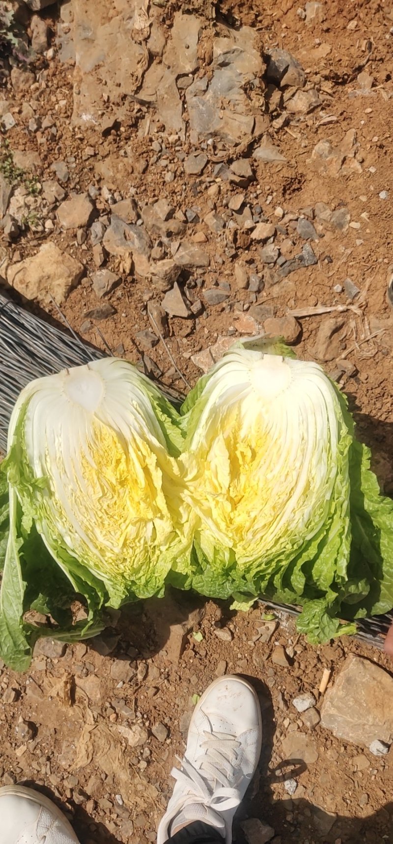 云南省陆良县优质山地黄心大白菜，诚信经营，质量保证！