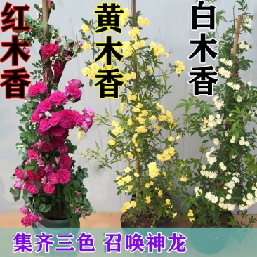 木香花专卖，可以来基地看货，白木香，红木，黄木香