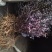 芫花苗芫花野生新鲜现挖淋巴结芫花芫花