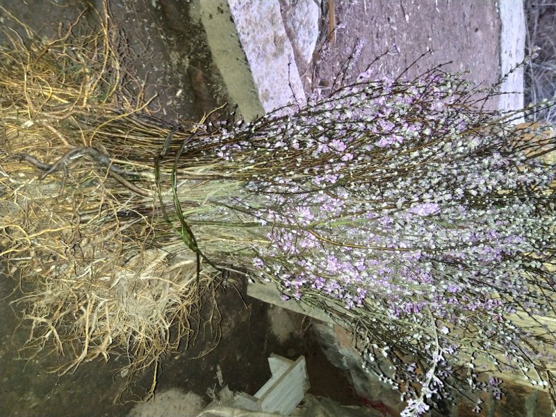 芫花苗芫花野生新鲜现挖淋巴结芫花芫花