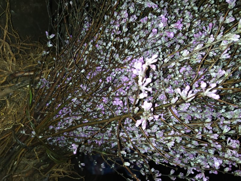 芫花苗芫花野生新鲜现挖淋巴结芫花芫花