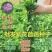 紫花苜蓿种子猪牛羊兔鸡鸭鹅多年生四季养殖牧草苜蓿草籽鱼草