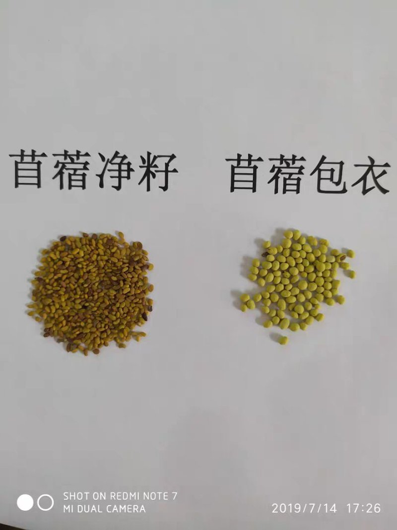 紫花苜蓿种子猪牛羊兔鸡鸭鹅多年生四季养殖牧草苜蓿草籽鱼草