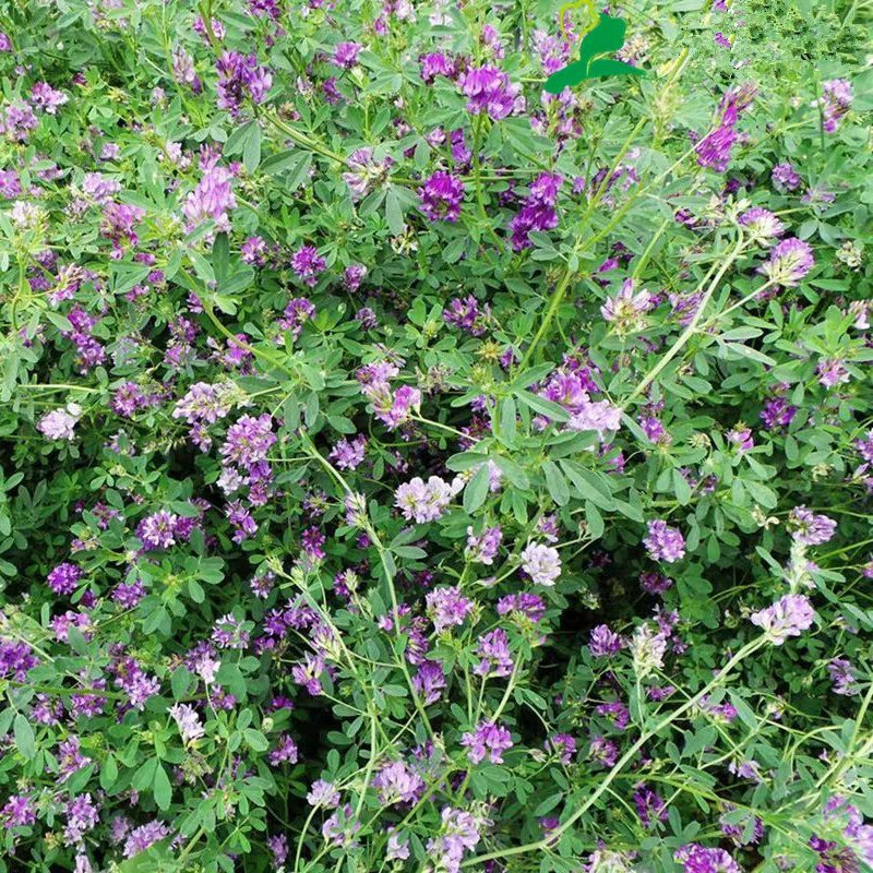 紫花苜蓿种子猪牛羊兔鸡鸭鹅多年生四季养殖牧草苜蓿草籽鱼草