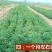 紫花苜蓿种子猪牛羊兔鸡鸭鹅多年生四季养殖牧草苜蓿草籽鱼草