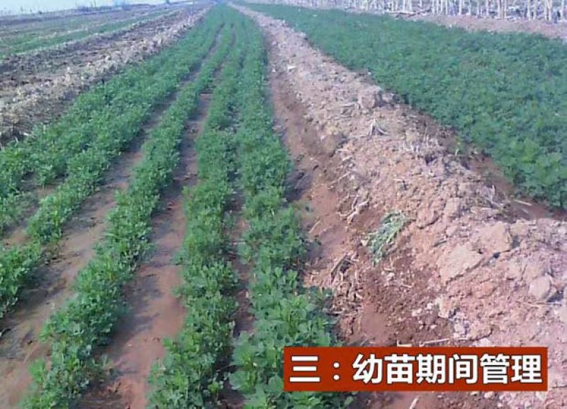 紫花苜蓿种子猪牛羊兔鸡鸭鹅多年生四季养殖牧草苜蓿草籽鱼草
