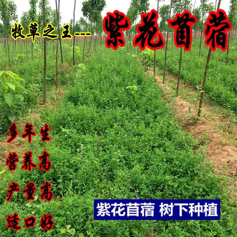 紫花苜蓿种子猪牛羊兔鸡鸭鹅多年生四季养殖牧草苜蓿草籽鱼草