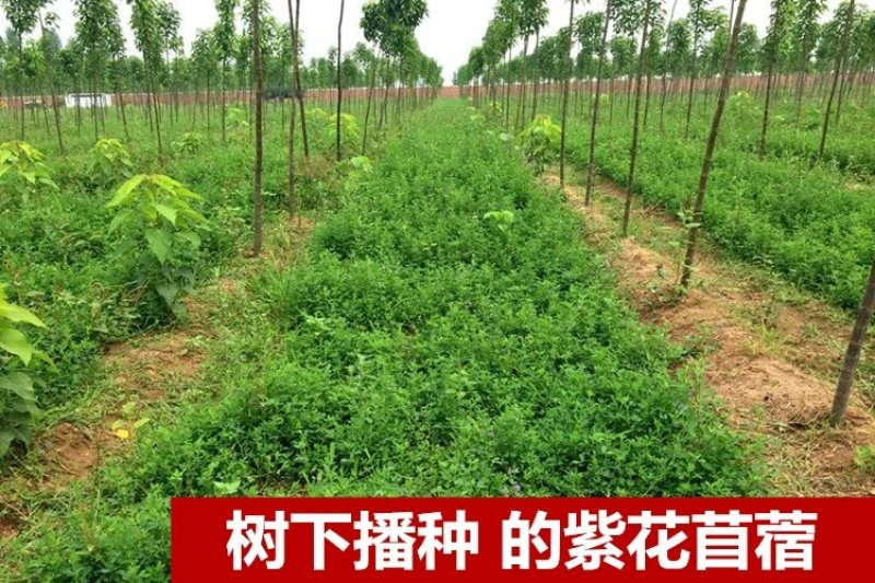 紫花苜蓿种子猪牛羊兔鸡鸭鹅多年生四季养殖牧草苜蓿草籽鱼草